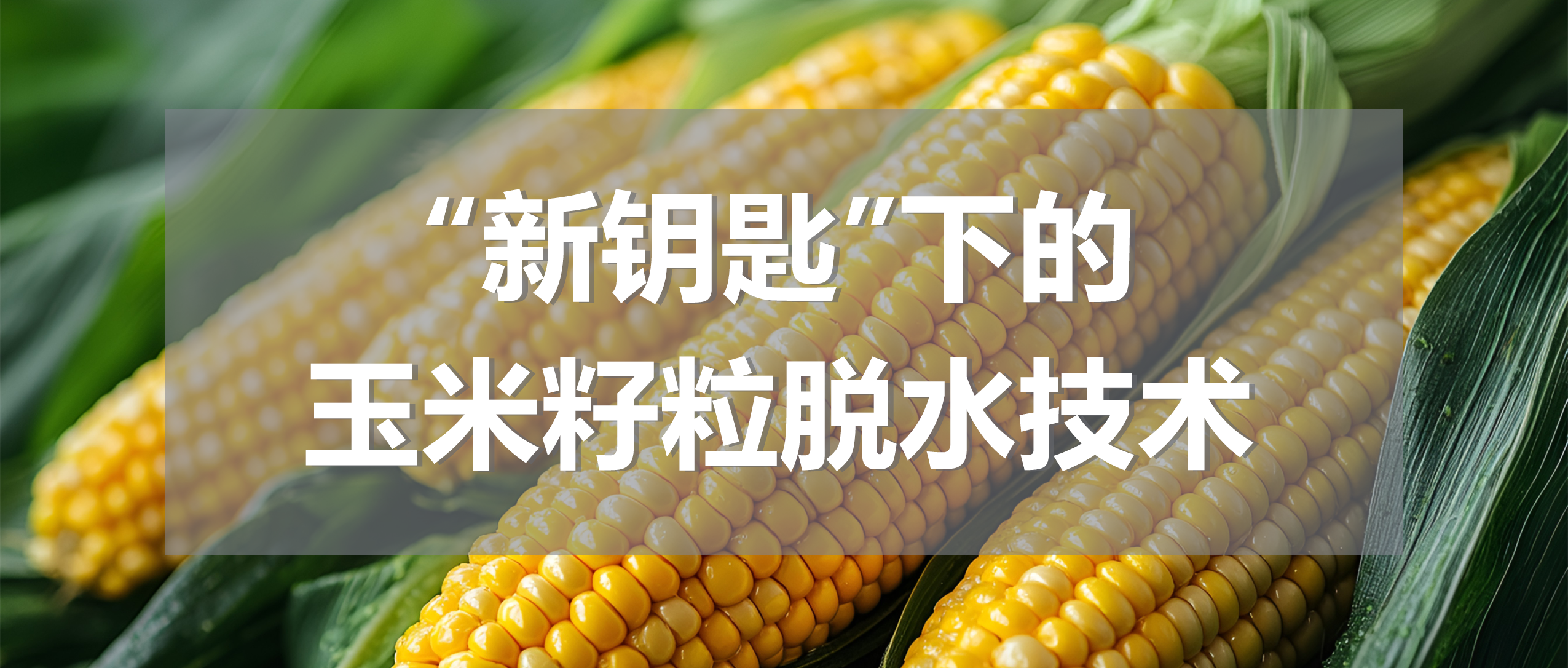 “新钥匙”下的玉米籽粒脱水技术