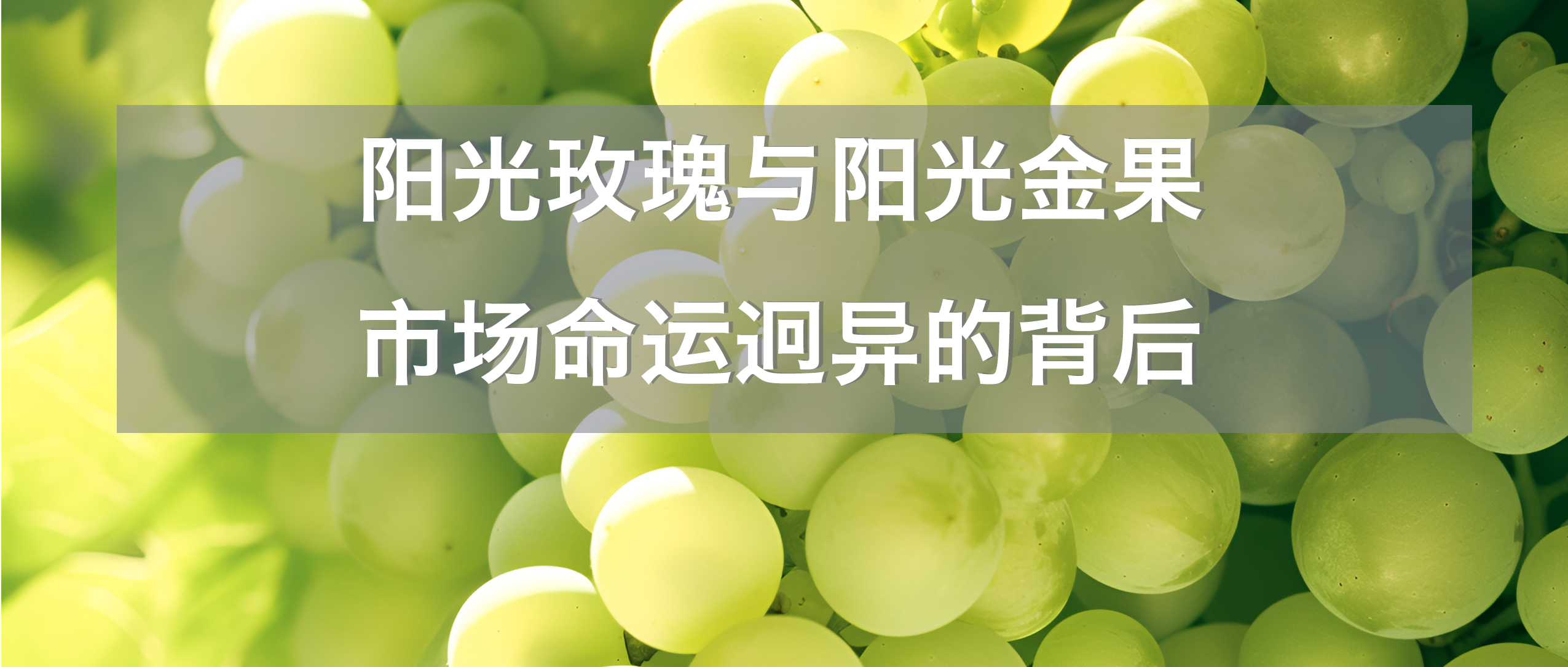 阳光玫瑰与阳光金果：市场命运迥异的背后——植物新品种保护之鉴