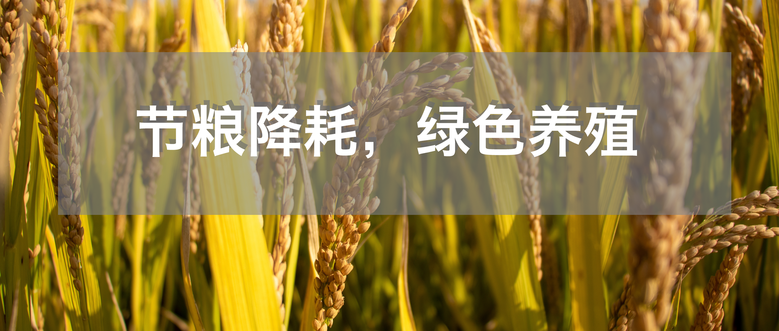 2025国际乡村发展创新博览会助力农业农村部推广节粮降耗、降本增效，展示低蛋白日粮技术养殖新策略