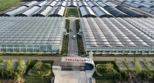 济南商河：现代高效农业赋能乡村振兴 绘就产业兴旺新图景 