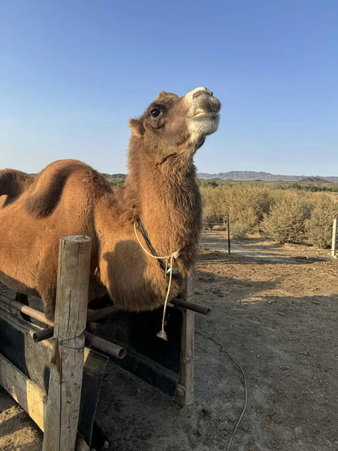 &ldquo;5G物联网+智慧畜牧&rdquo;助力数智兴农