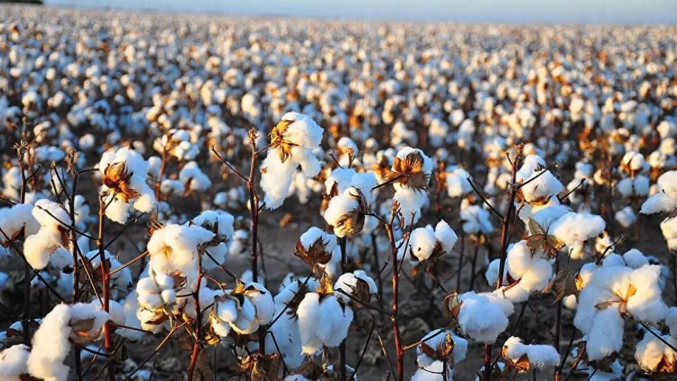 中国首台棉花打顶机器人问世，作业效率提升十倍