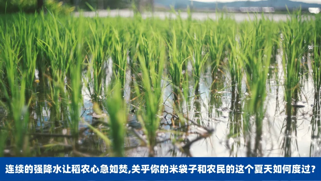 IRID观察 | 暴雨连连，稻田告急！南方早稻遭遇&ldquo;雨劫&rdquo;，今年米袋子还稳吗？